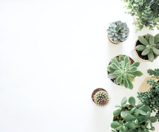 Jakie rośliny rosną w ciężkich warunkach?