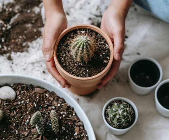 Jak odpowiednio zajmować się kaktusami?