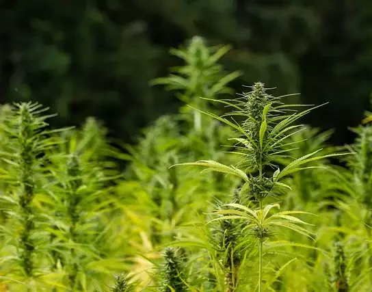 Medyczna marihuana a leczenie schizofrenii