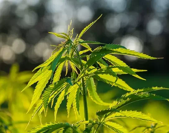 Medyczna marihuana a rynek farmaceutyczny